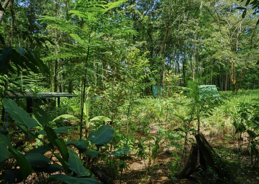 Hospedaje El Bosquecito Uvita Exterior foto